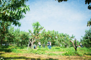 ニトリ観光農園りんご画像