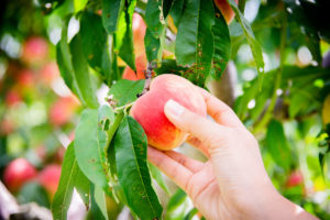 ニトリ観光農園りんご画像