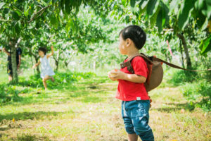 ニトリ観光農園りんご画像